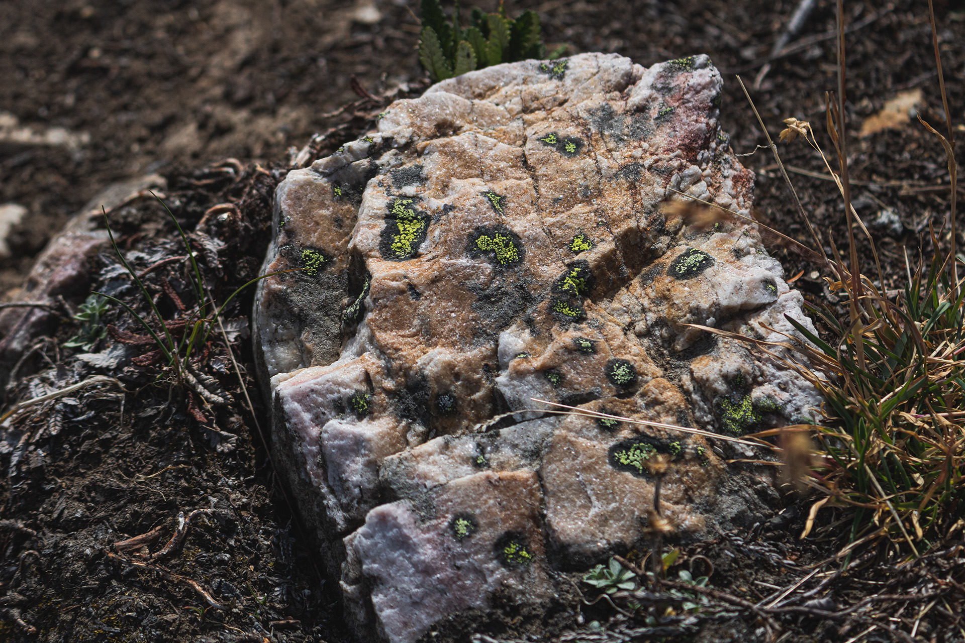 Close-up of a rock with green fungus-like spots and dots.